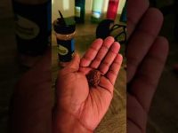 Spirit Money Conjure Bottle #hoodoo #hoodooheritagemonth