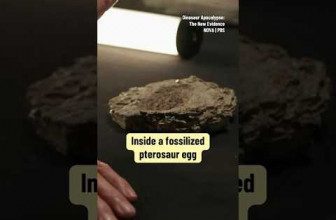 Inside a fossilized pterosaur egg ???? #fossil #archaeology #davidattenborough