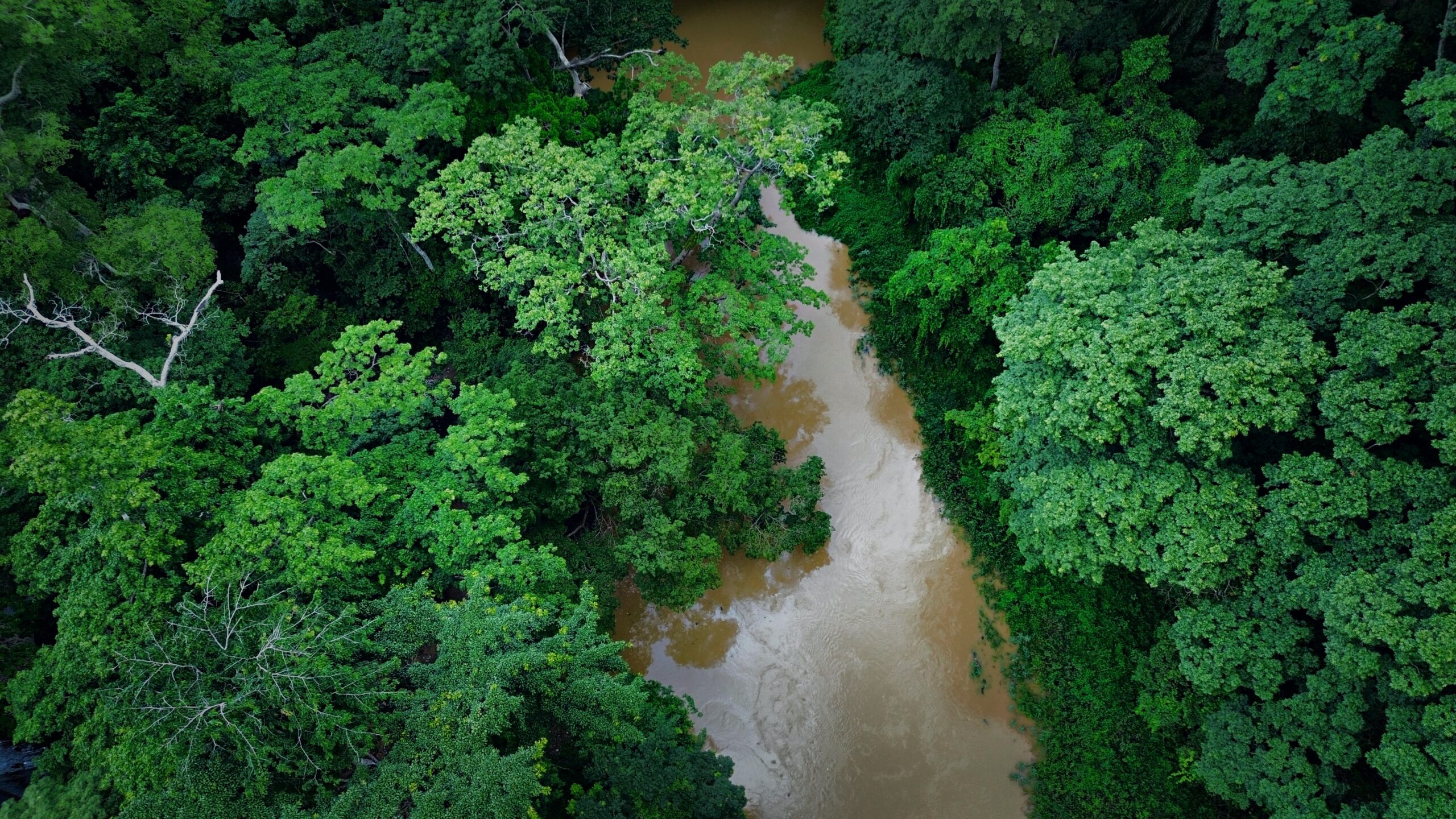 Osun-Osogbo Sacred Grove | Yoruba Sacred Geography and Living Tradition